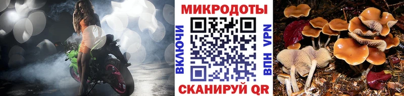 Галлюциногенные грибы Psilocybe  Пласт 